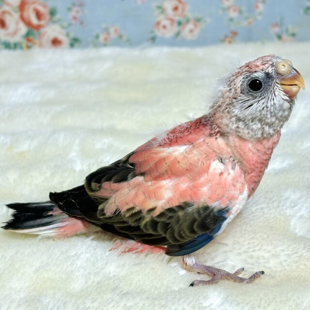 アキクサインコ（秋草インコ）
