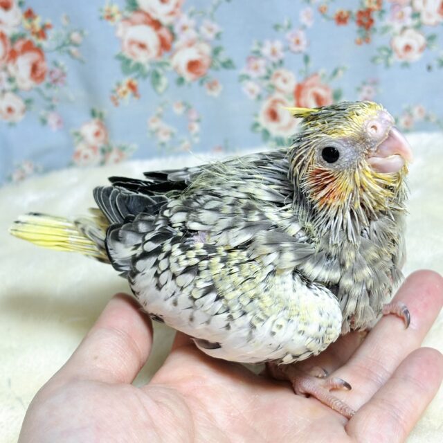 オカメインコ