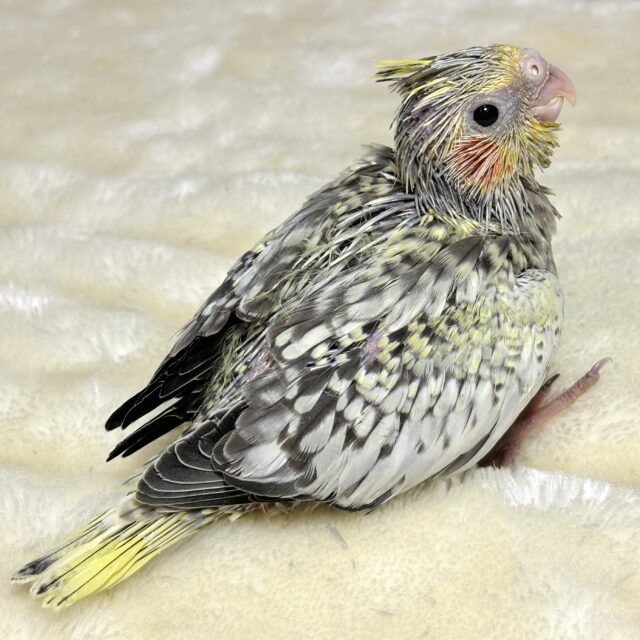 オカメインコ