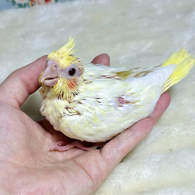 オカメインコ