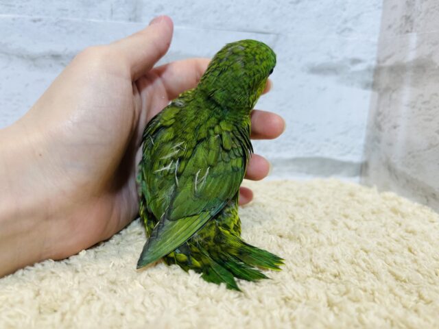 サザナミインコ