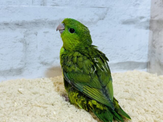 サザナミインコ