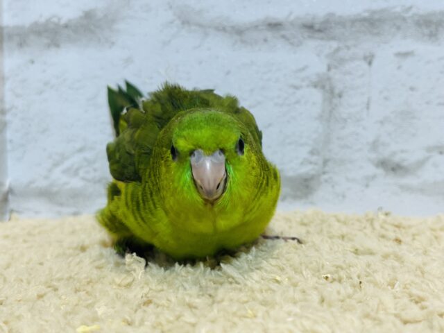 サザナミインコ