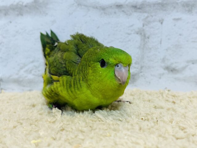 サザナミインコ