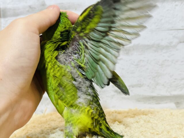 サザナミインコ