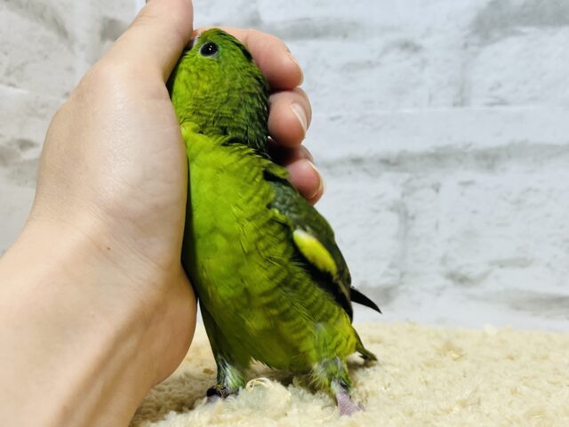 サザナミインコ