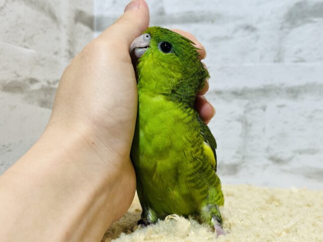 サザナミインコ