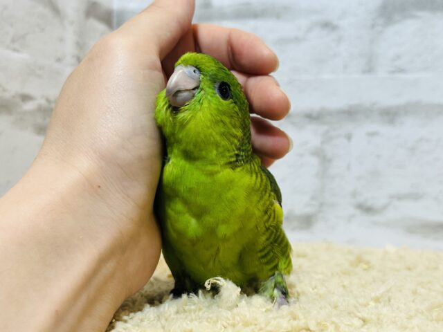 サザナミインコ