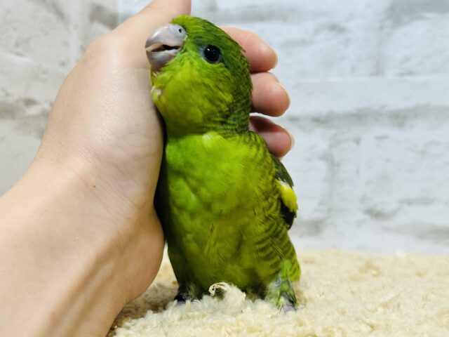 サザナミインコ