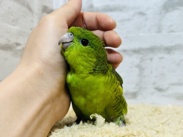 サザナミインコ