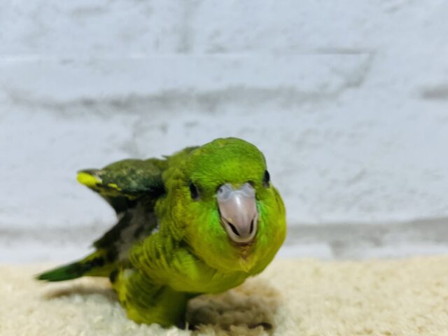 サザナミインコ