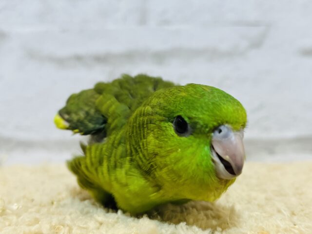 サザナミインコ