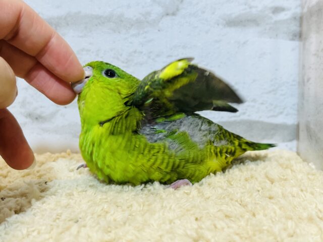 サザナミインコ