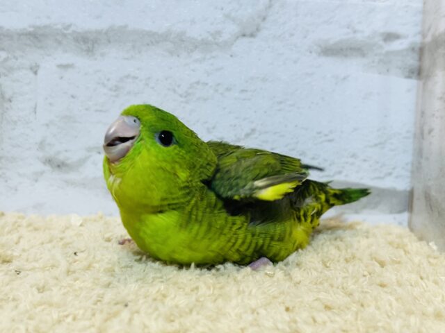 サザナミインコ