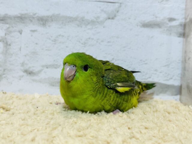 サザナミインコ