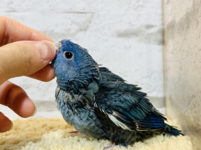 サザナミインコ