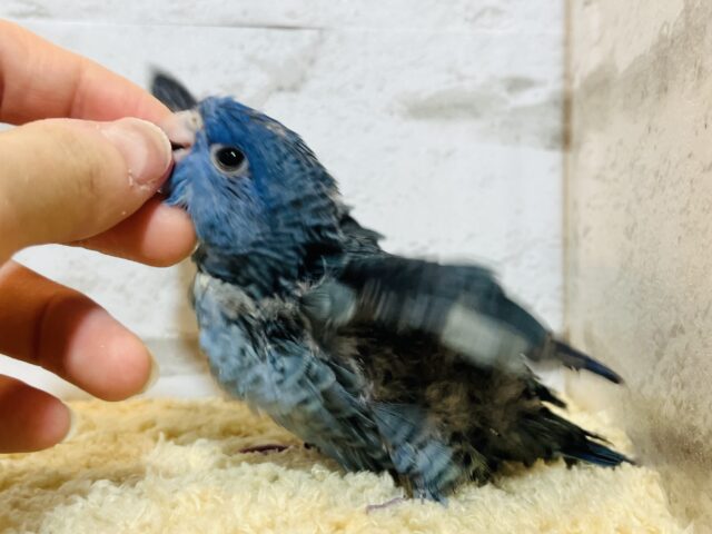 サザナミインコ