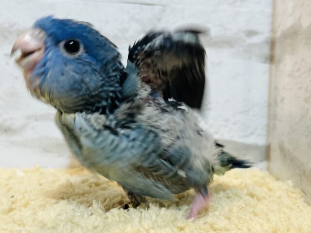 サザナミインコ