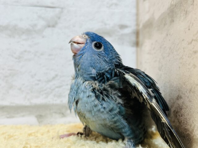 サザナミインコ