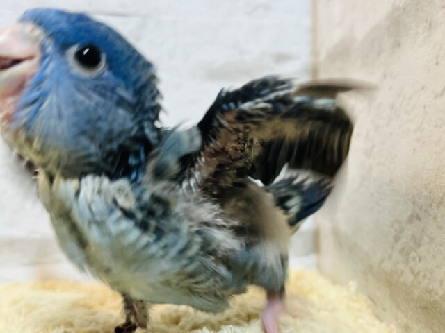 サザナミインコ