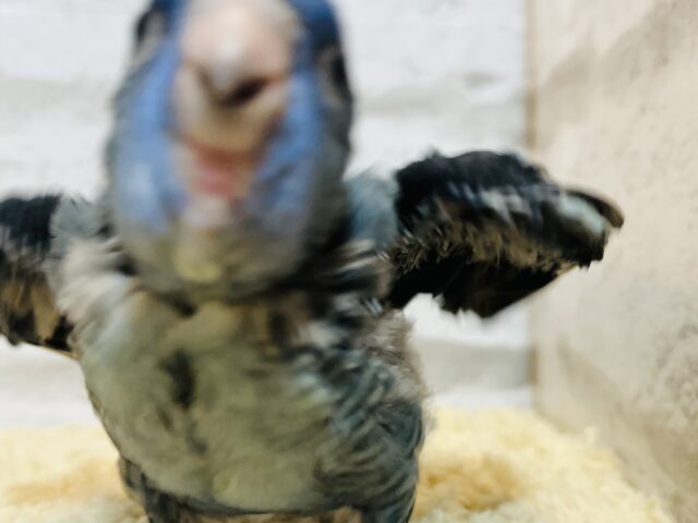 サザナミインコ