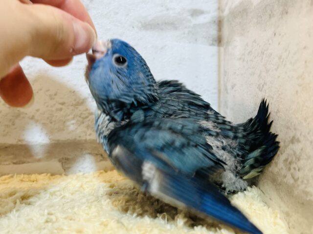 サザナミインコ