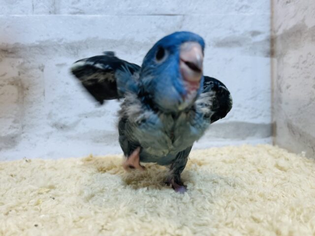 サザナミインコ