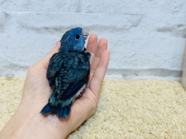 サザナミインコ