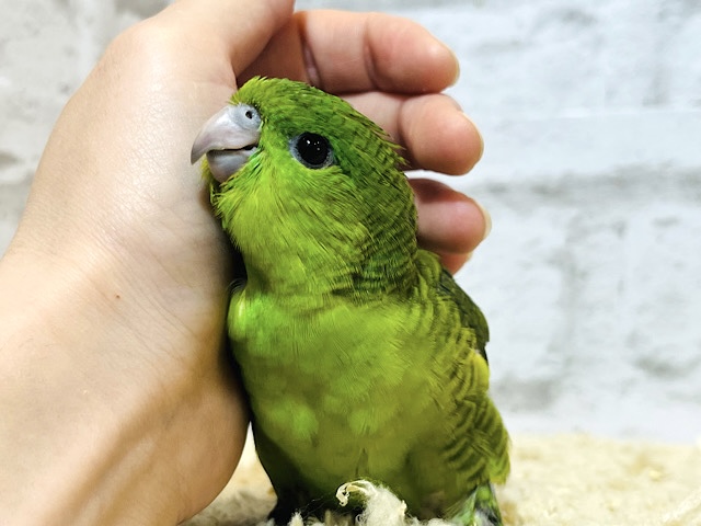 【最新画像更新🪄】頭にほわ毛がついてるよ♪サザナミインコ(ノーマル) ヒナ