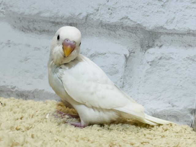 セキセイインコ