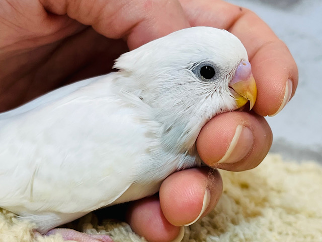 【動画更新🪄】オイラの真っ白な羽、見てみて〜✨セキセイインコ(ダブルファクター) ヒナ