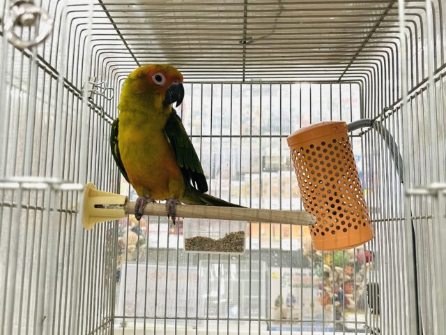 コガネメキシコインコ