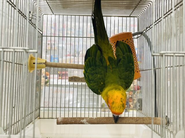 コガネメキシコインコ