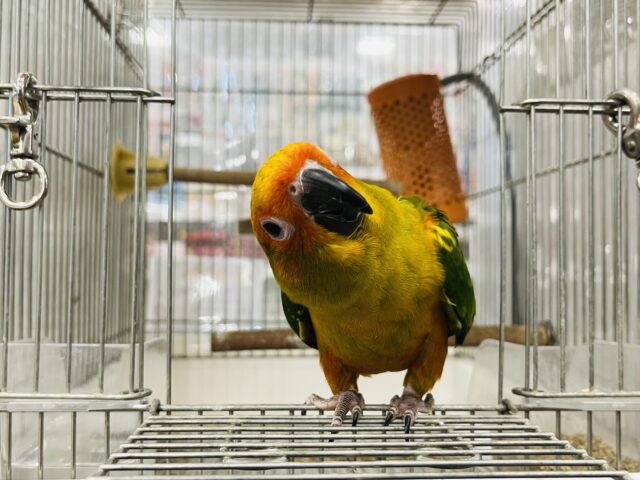 コガネメキシコインコ