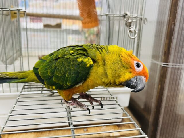 コガネメキシコインコ