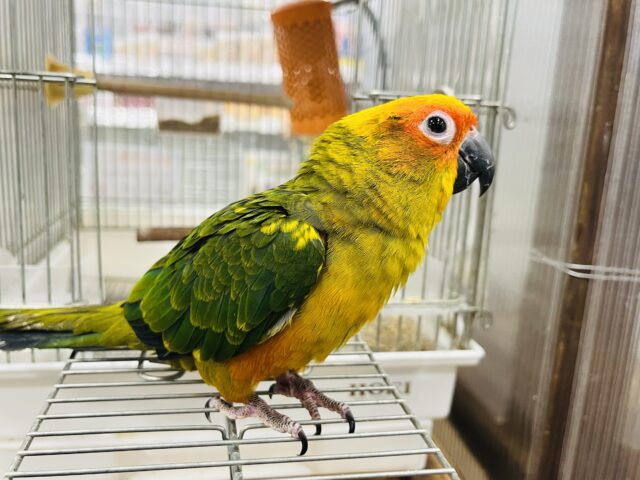 コガネメキシコインコ