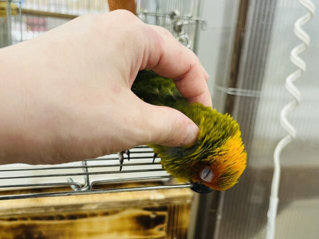 コガネメキシコインコ