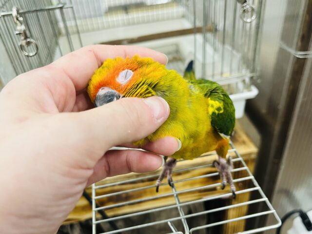 コガネメキシコインコ