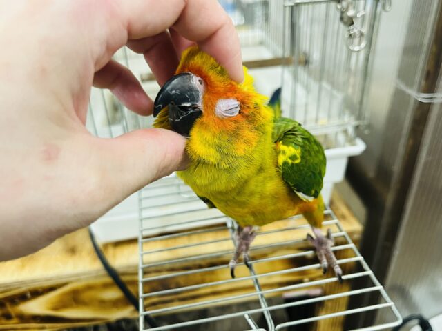 コガネメキシコインコ