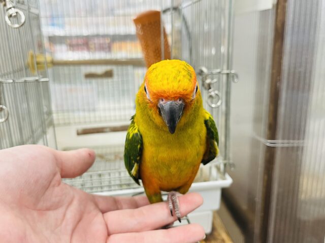 コガネメキシコインコ