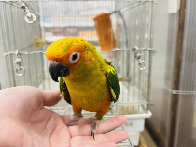 コガネメキシコインコ