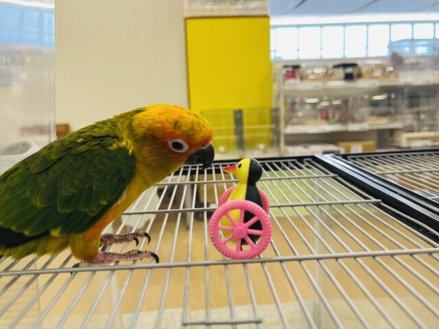 コガネメキシコインコ