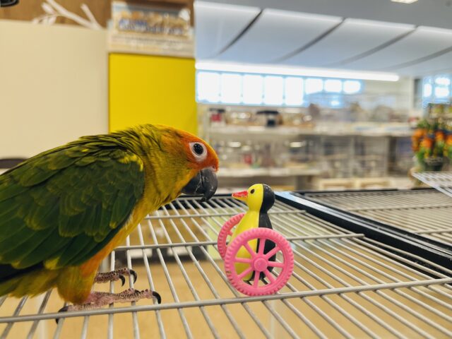 コガネメキシコインコ