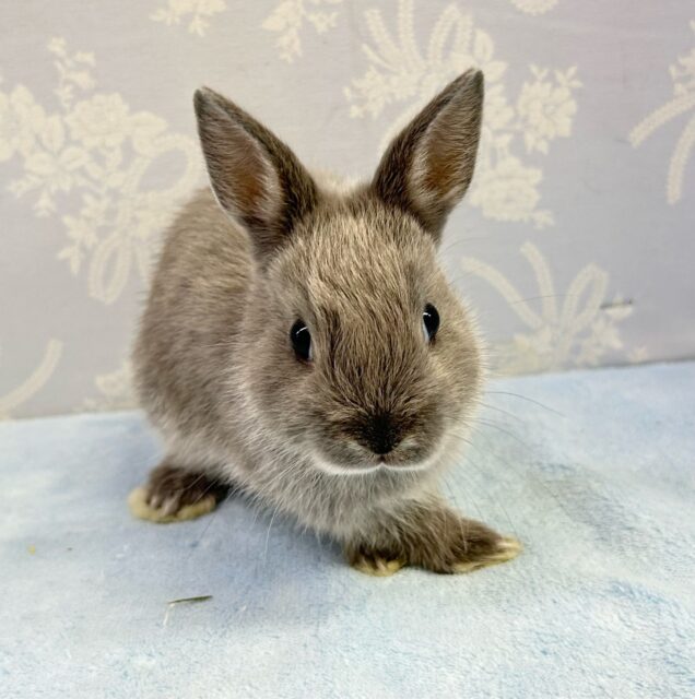 ネザーランドドワーフ