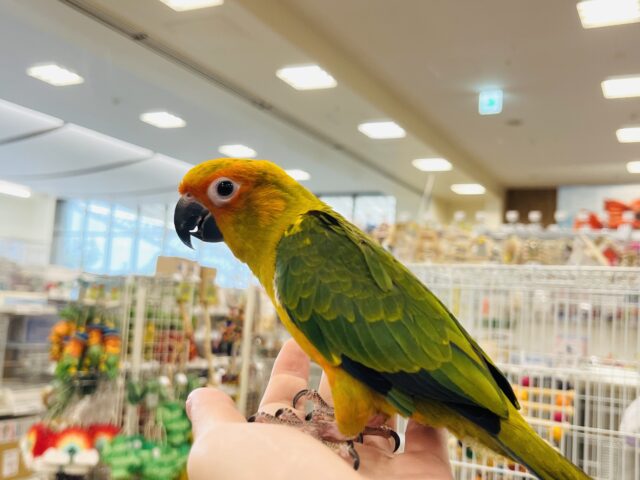 コガネメキシコインコ