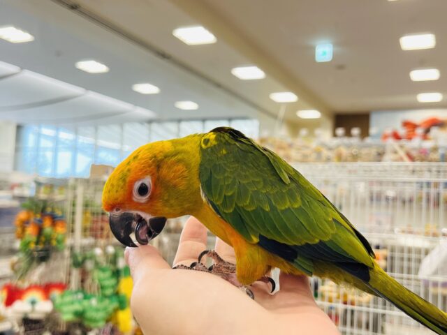 コガネメキシコインコ