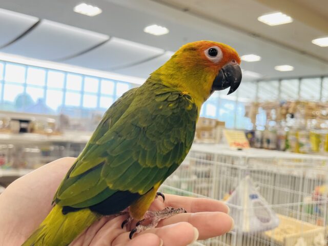 コガネメキシコインコ