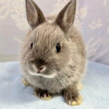 人気カラー🐇ネザーランドドワーフ(ブルー) 2024年5月生まれ