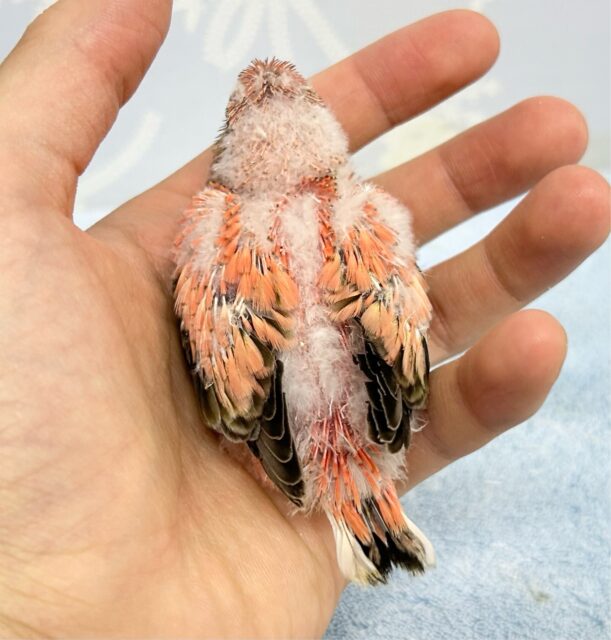 アキクサインコ（秋草インコ）