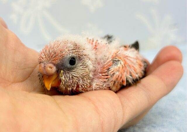 アキクサインコ（秋草インコ）